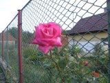 Zahrádky jsou chloubu starousedlíků i chalupářů